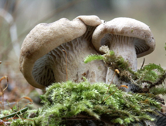 húževnatec pritlačený? Lentinus adhaerens?