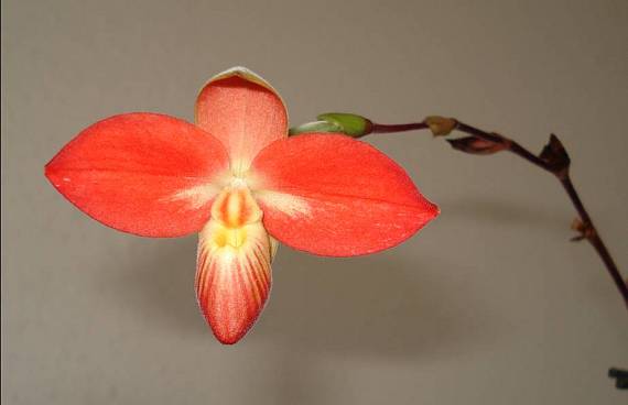 papuckovita orchidejka Phragmipedium besseae
