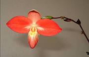 papuckovita orchidejka