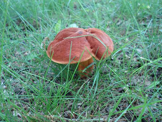 hríb zrnitohlúbikový Neoboletus luridiformis (Rostk.) G. Wu & Zhu L. Yang