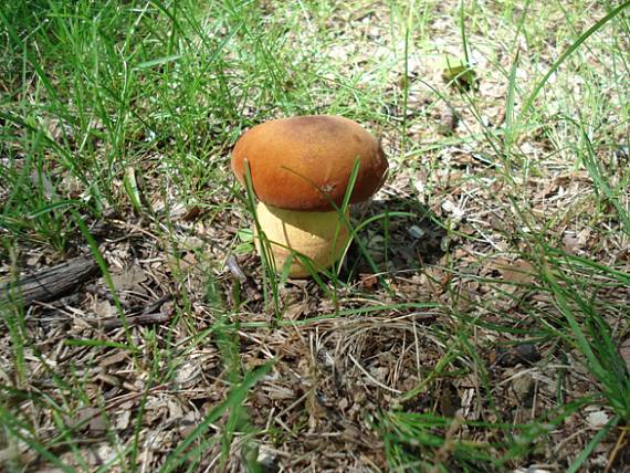 hríb zrnitohlúbikový Neoboletus luridiformis (Rostk.) G. Wu & Zhu L. Yang