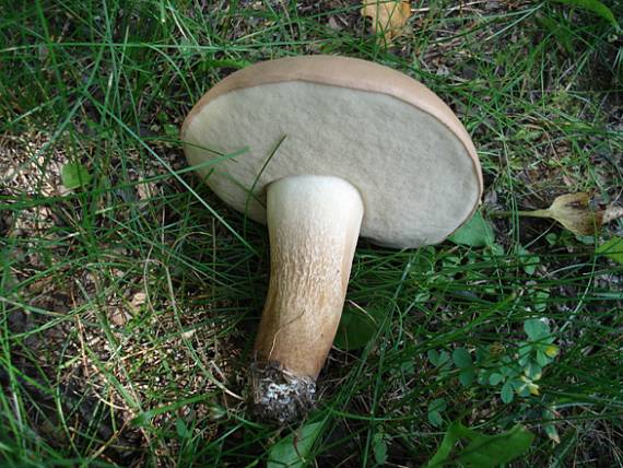 podhríb Tylopilus plumbeoviolaceus (Snell & E.A. Dick) Snell & E.A. Dick