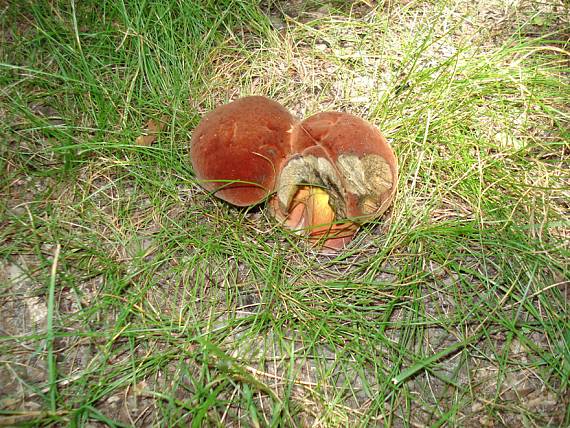 hríb zrnitohlúbikový Neoboletus luridiformis (Rostk.) G. Wu & Zhu L. Yang