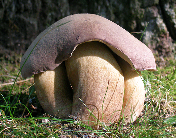trojity Podhríb Tylopilus plumbeoviolaceus (Snell & E.A. Dick) Snell & E.A. Dick