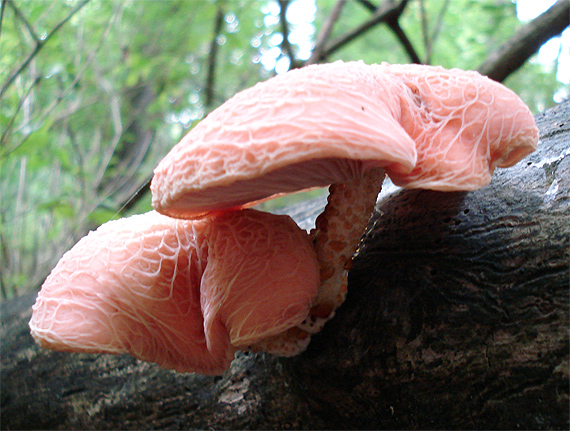 červenáčik obyčajný Rhodotus palmatus (Bull.) Maire