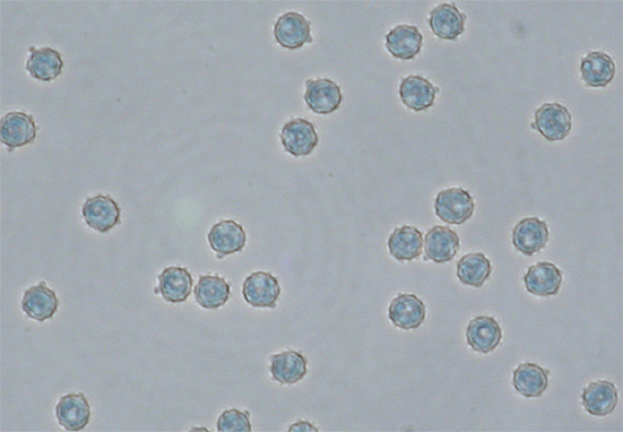 spory Červenáčika obyčajneho Rhodotus palmatus (Bull.) Maire