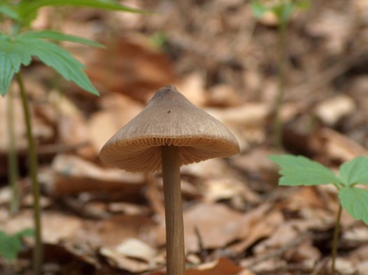 hodvábnica včasná Entoloma vernum S. Lundell