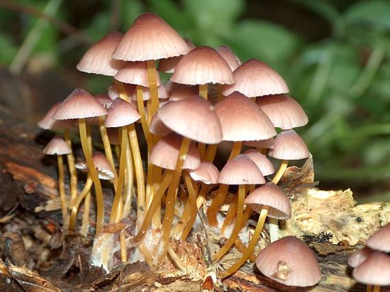 prilbička žltohlúbiková Mycena renati Quél.