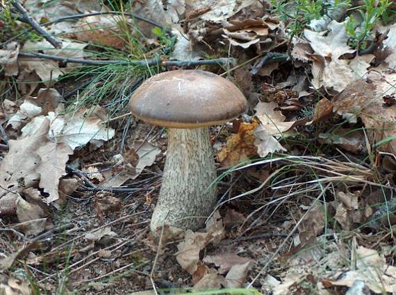 kozák brezový Leccinum scabrum (Bull.) Gray