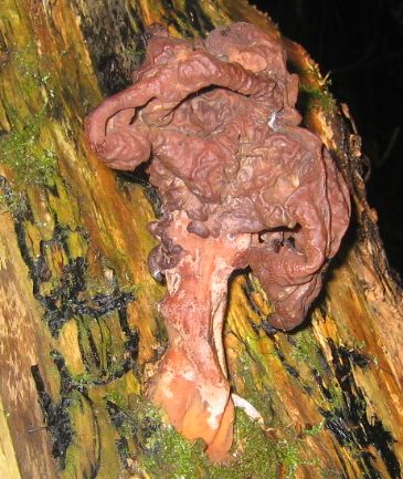 ušiak Gyromitra sp.