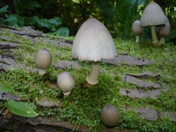 hnojník Coprinopsis acuminata (Romagn.) Redhead, Vilgalys & Moncalvo