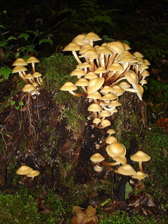 šupinovka menlivá Kuehneromyces mutabilis (Schaeff.) Singer & A.H. Sm.