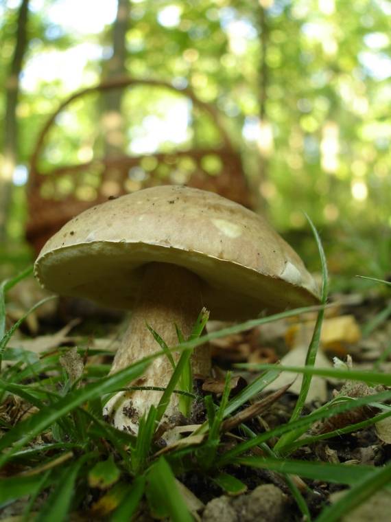 hríb dubový Boletus reticulatus Schaeff.