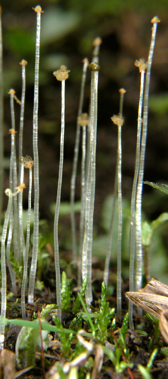 pellia Pellia epiphylla (L.) Corda