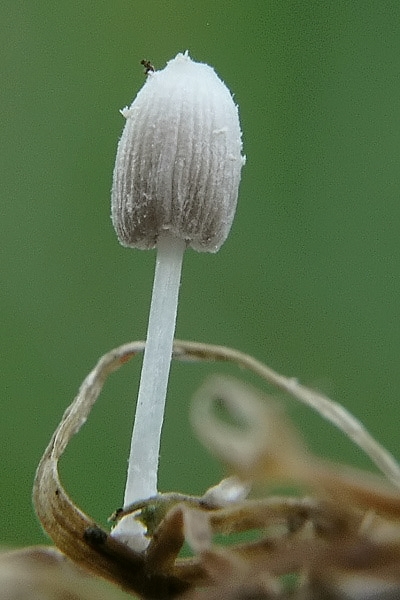 hnojník, podsekcia Alachuani Coprinus epichloeus Uljé & Noordeloos