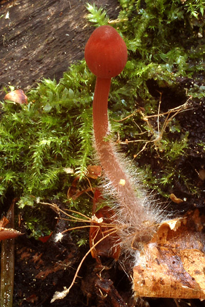 prilbička zorničková Mycena adonis var. coccinea