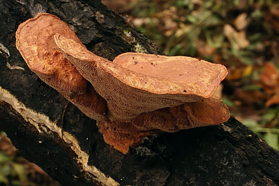 hlinovec červenkastý Hapalopilus rutilans (Pers.) Murrill