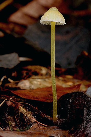 prilbička slizká Mycena epipterygia (Scop.) Gray