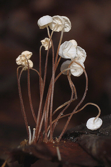 tanečnica listová? Marasmius epiphyllus (Pers.) Fr.