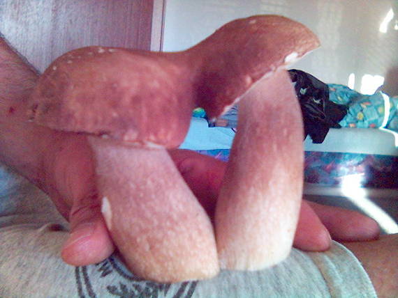 hríb Boletus sp.