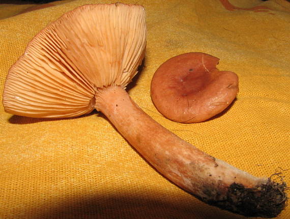 rýdzik Lactarius sp.