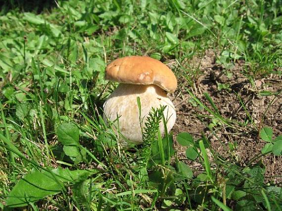 hRÍB Boletus sp.