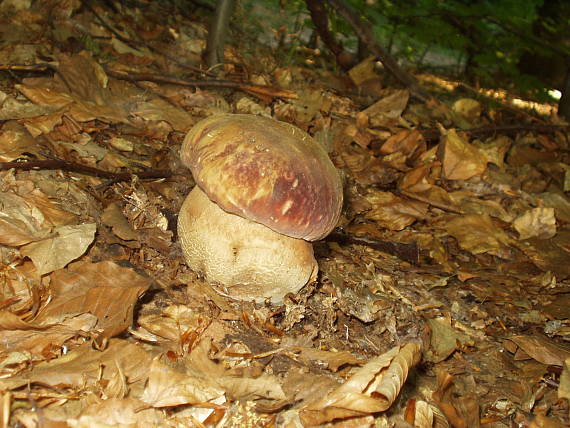 hríb sosnový Boletus pinophilus Pil. et Dermek in Pil.