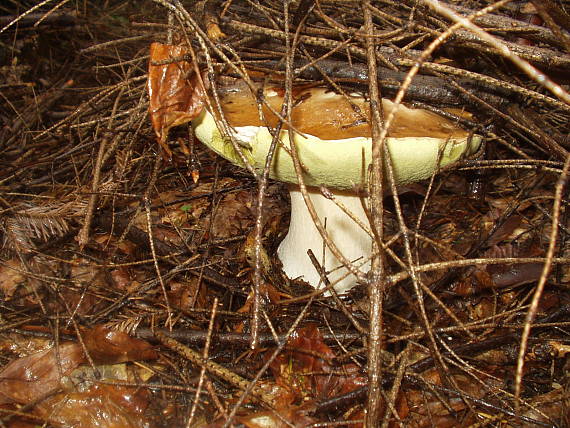 hríb smrekový Boletus edulis Bull.
