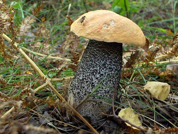kozák žltooranžový Leccinum versipelle (Fr. & Hök) Snell