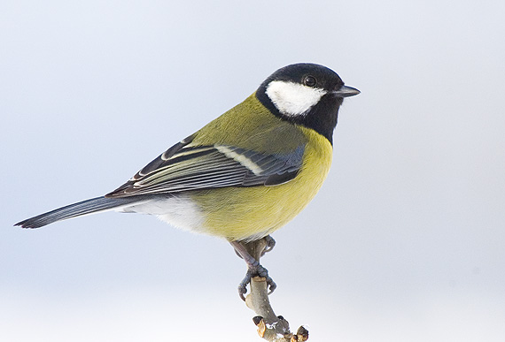 sýkorka bielolíca Parus major