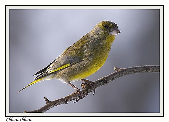 stehlík zelený Chloris chloris