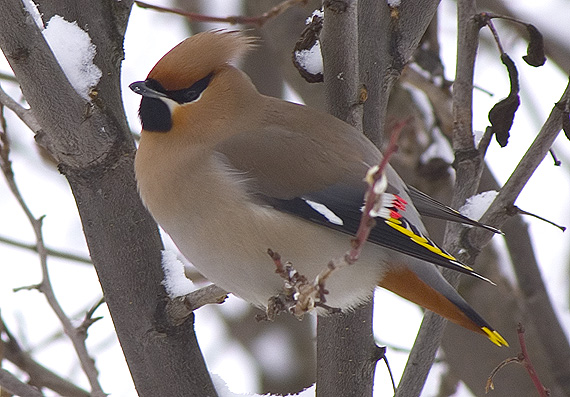 chochláč severský Bombycilla garrulus