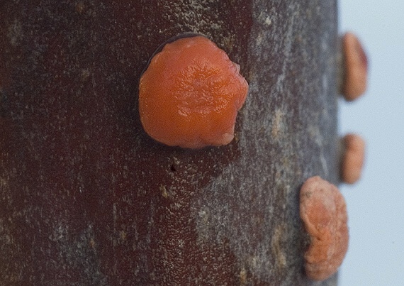 hlivka červená Nectria cinnabarina (Tode) Fr.