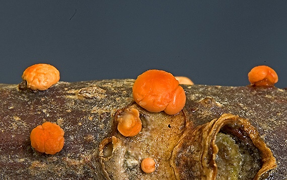 hlivka červená Nectria cinnabarina (Tode) Fr.
