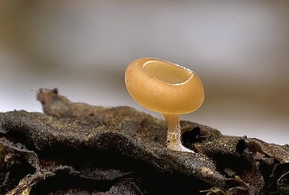 jahňadka obyčajná Ciboria amentacea (Balb.) Fuckel