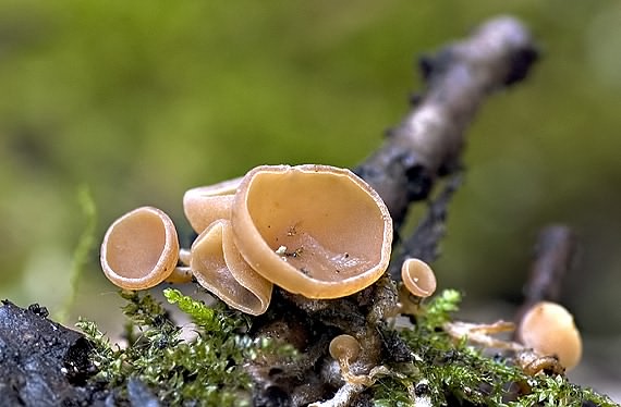 jahňadka obyčajná Ciboria amentacea (Balb.) Fuckel