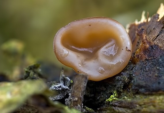 uchovec bazový Auricularia auricula-judae (Bull.) Quél.