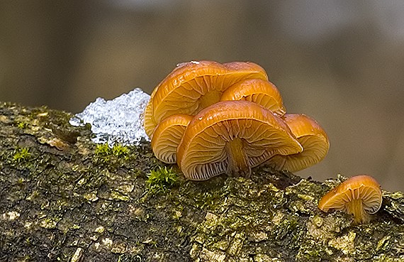 plamienka zimná Flammulina velutipes (Curtis) Singer