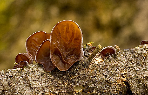 uchovec bazový Auricularia auricula-judae (Bull.) Quél.