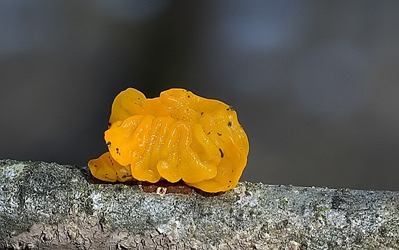 rôsolovka zlatožltá Tremella mesenterica Retz.