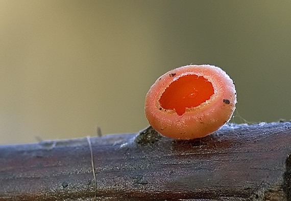 ohnivec šarlátový Sarcoscypha coccinea (Gray) Boud.
