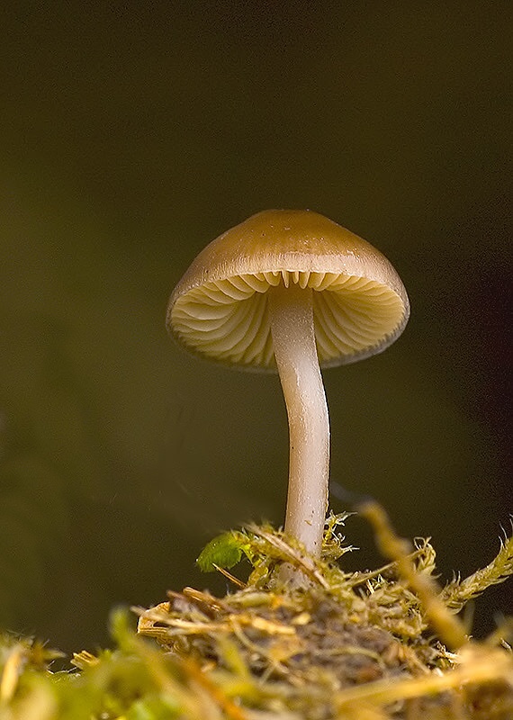 peniazočka smreková Strobilurus esculentus (Wulfen) Singer