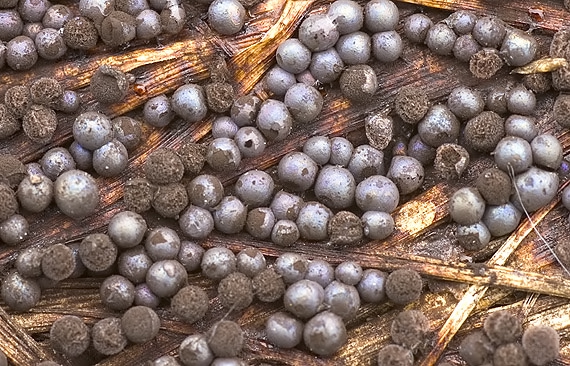 slizovka Myxomycetes