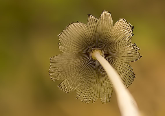 hnojník chlpatý Coprinopsis lagopus (Fr.) Redhead, Vilgalys & Moncalvo