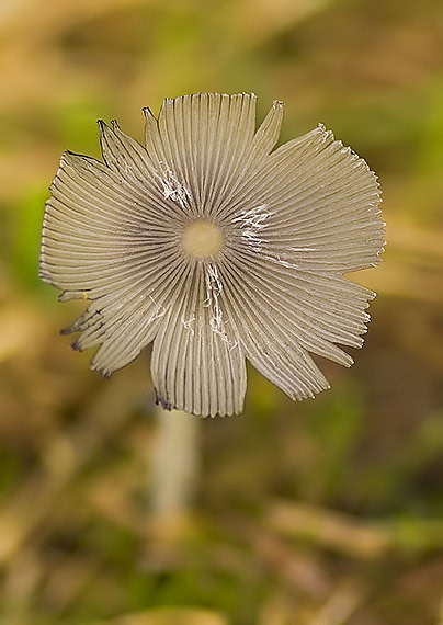 hnojník chlpatý Coprinopsis lagopus (Fr.) Redhead, Vilgalys & Moncalvo