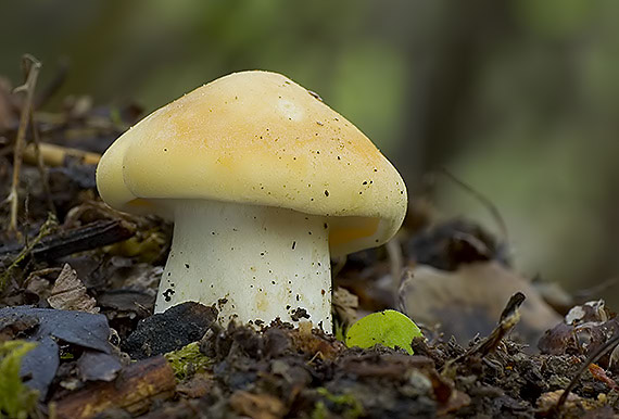 čírovnica májová Calocybe gambosa (Fr.) Donk