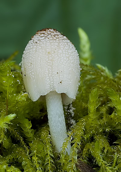 hnojník sp. Coprinus sp.