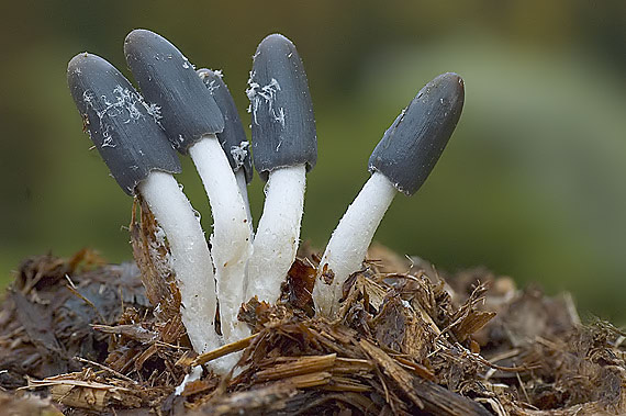 hnojník mrvový Coprinopsis cinerea (Schaeff.) Redhead, Vilgalys & Moncalvo