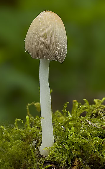 hnojník blanitý Coprinellus xanthothrix (Romagn.) Vilgalys, Hopple & Jacq. Johnson