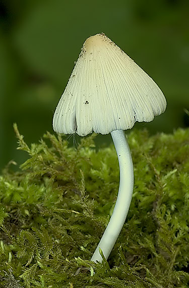 hnojník Coprinus sp.